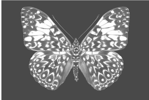 暗色调是躲避捕食者的机制之一,这种名为H.amphinome的蝴蝶身上的暗纹能使其与树皮颜色融为一体