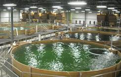 Photo of several production systems at Bell Aquaculture. Courtesy of Bell Aquaculture.