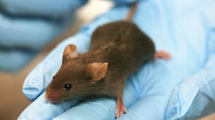 http://www.the-scientist.com/images/News/December2013/310mouse.jpg