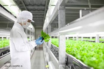 Trays of lettuce in SPREAD's Nuvege vertical farming environment. CREDIT: SPREAD