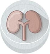 http://www.nature.com/polopoly_fs/7.28336.1438011228!/image/Mini-kidney.jpg_gen/derivatives/fullsize/Mini-kidney.jpg