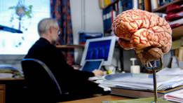 Person sitting on a chair working on a computer with a model brain on the desk.