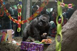 https://static01.nyt.com/images/2017/01/19/science/19tb-zoos-colo-bday/19tb-zoos-colo-bday-master768.jpg